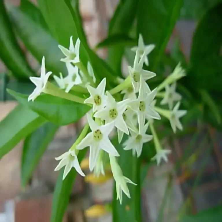 Night Queen (Cestrum Nocturnum)
