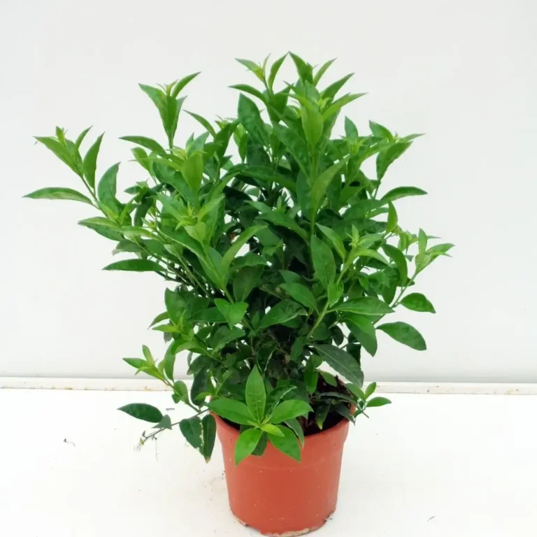 Night Queen (Cestrum Nocturnum)
