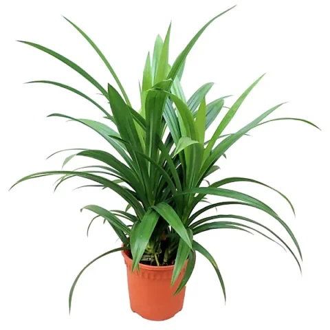 Pandanus Amaryllifolius (Green)