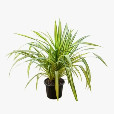 Pandanus Veitchii