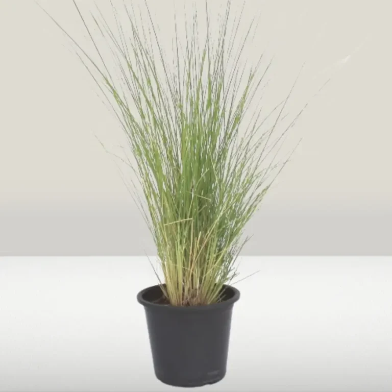 Pennisetum Setaceum Green