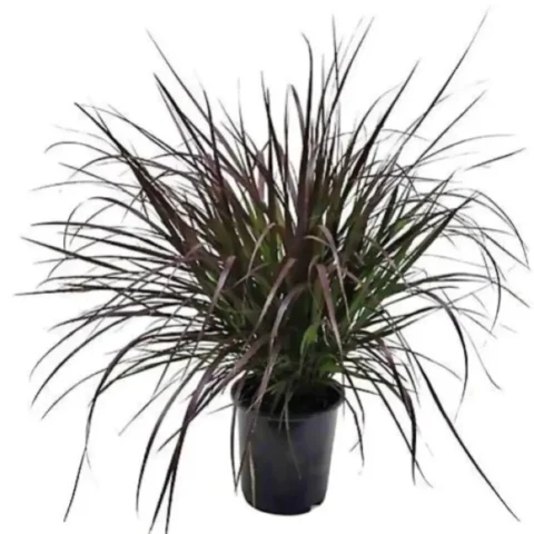 Pennisetum Setaceum ‘Rubrum’