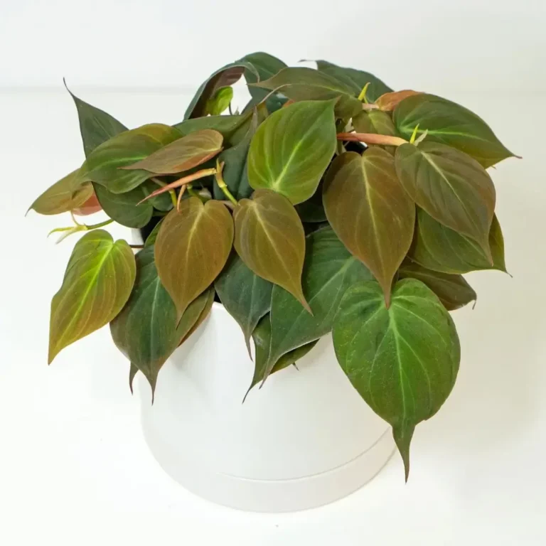 Philodendron Micans (Oxycadium)