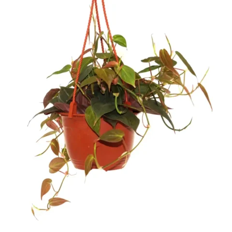 Philodendron Micans (Oxycadium)