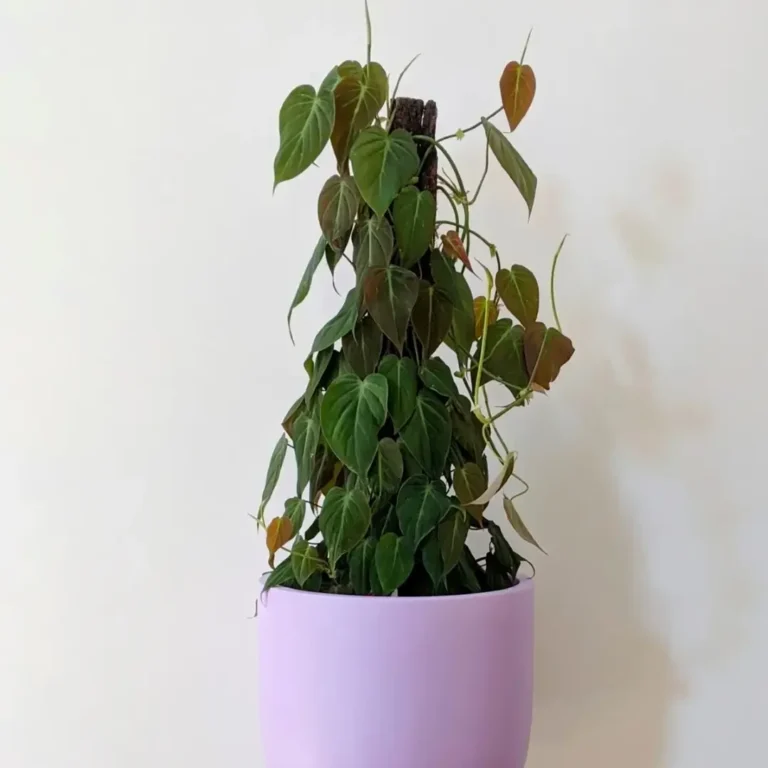 Philodendron Micans (Oxycadium)