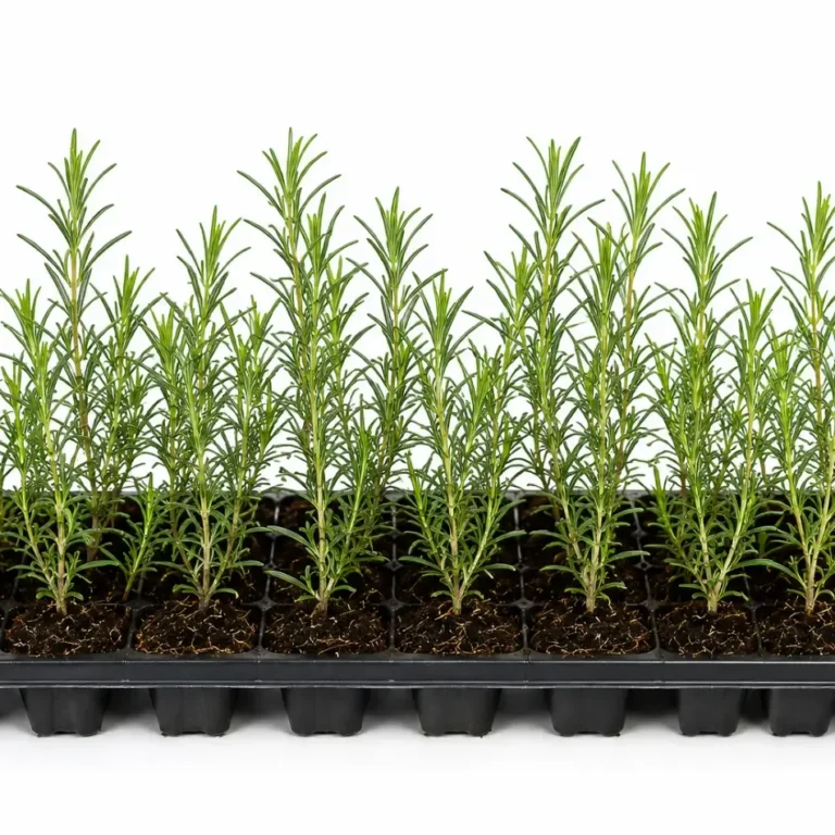 Rosemary