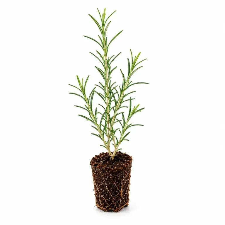 Rosemary