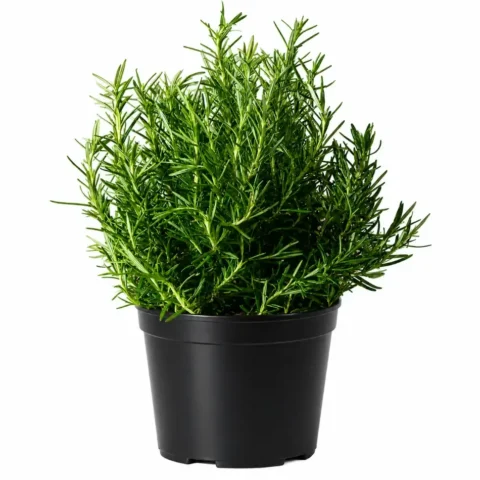 Rosemary
