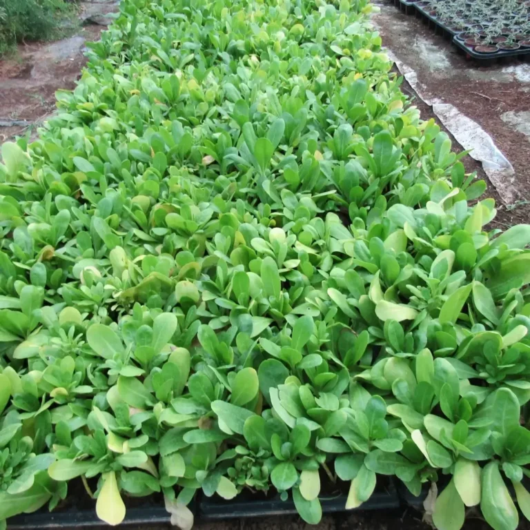 Scaevola