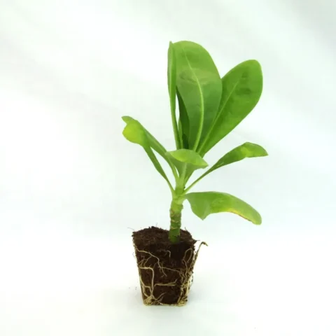 Scaevola