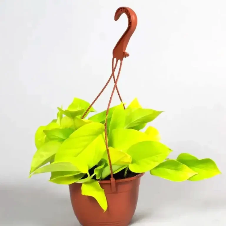 Scandapsis Golden (Golden Pothos)