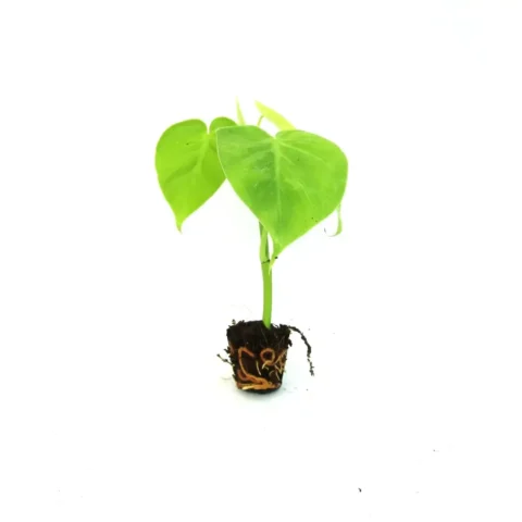 Scandapsis Golden (Golden Pothos)