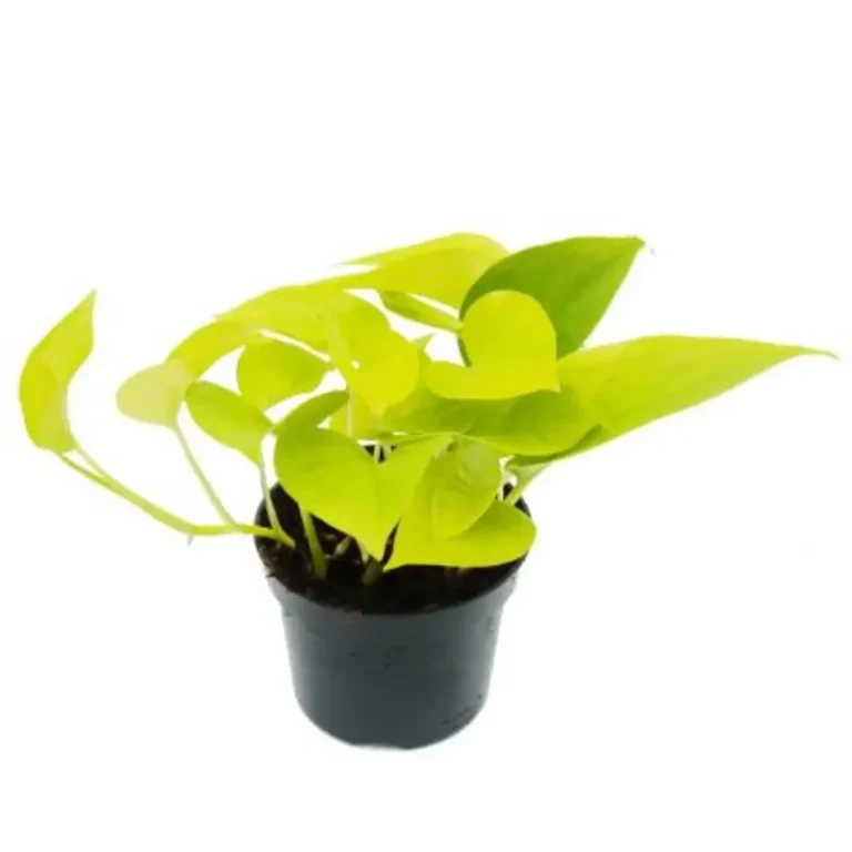 Scandapsis Golden (Golden Pothos)