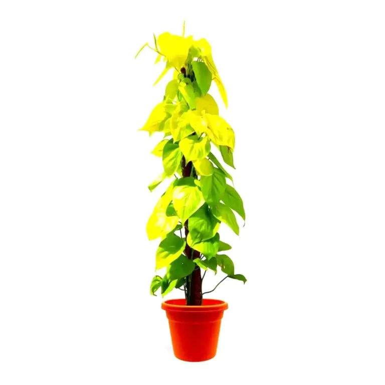 Scandapsis Golden (Golden Pothos)