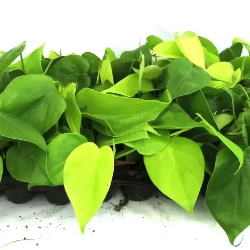 Scandapsis Pictus Brazil