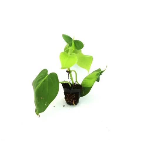 Scandapsis Pictus Brazil