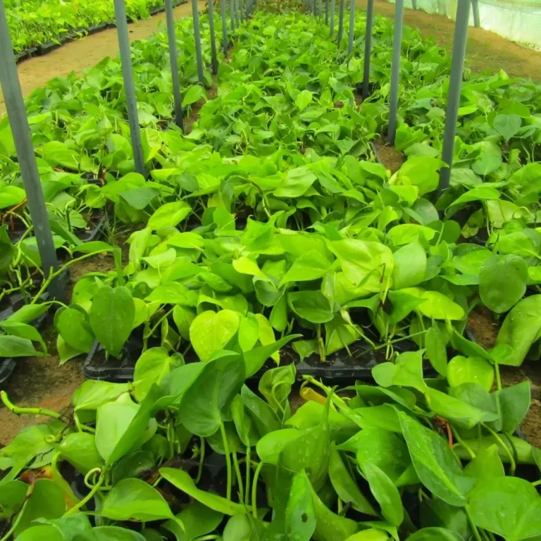 Scandapsis Pictus Brazil