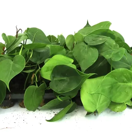 Scandapsis Pictus Green