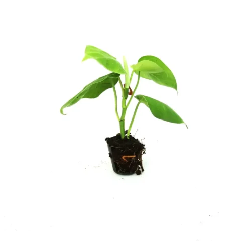 Scandapsis Pictus Green