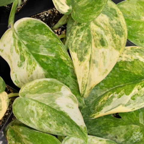 Scindapsus variegated