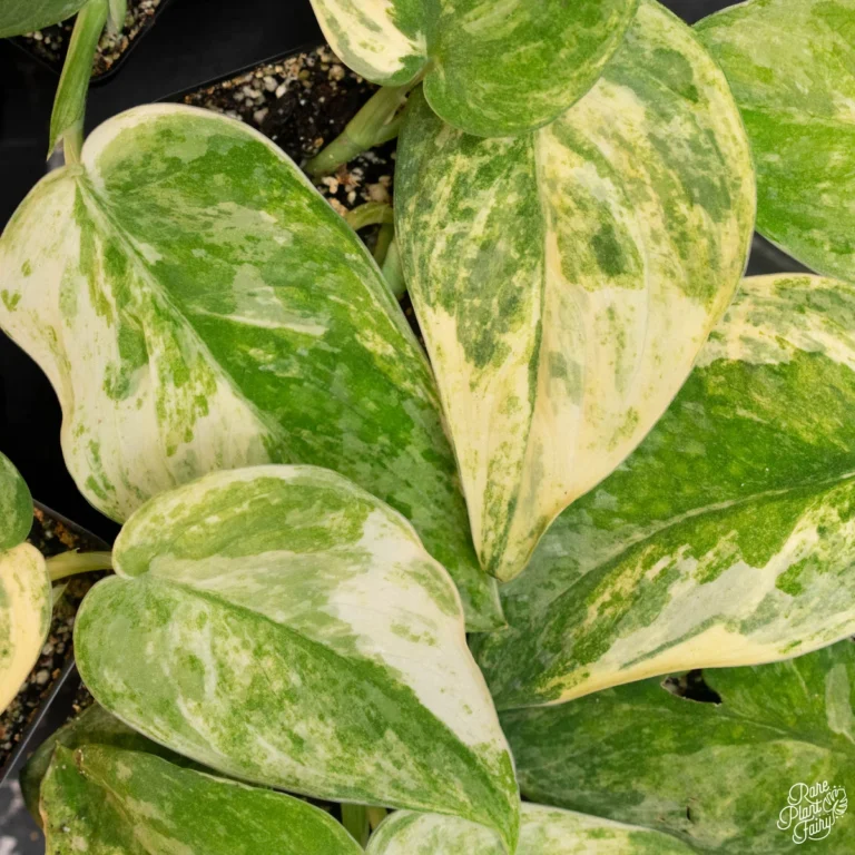 Scindapsus variegated