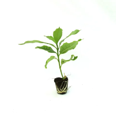 Tabernaemontana Divaricata (Double Flower)