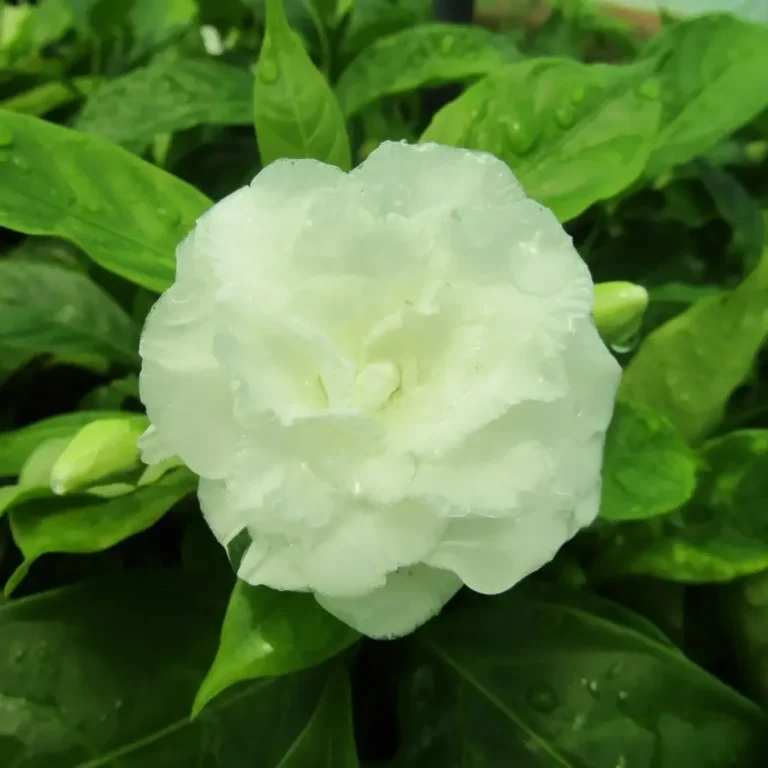 Tabernaemontana Divaricata (Double Flower)