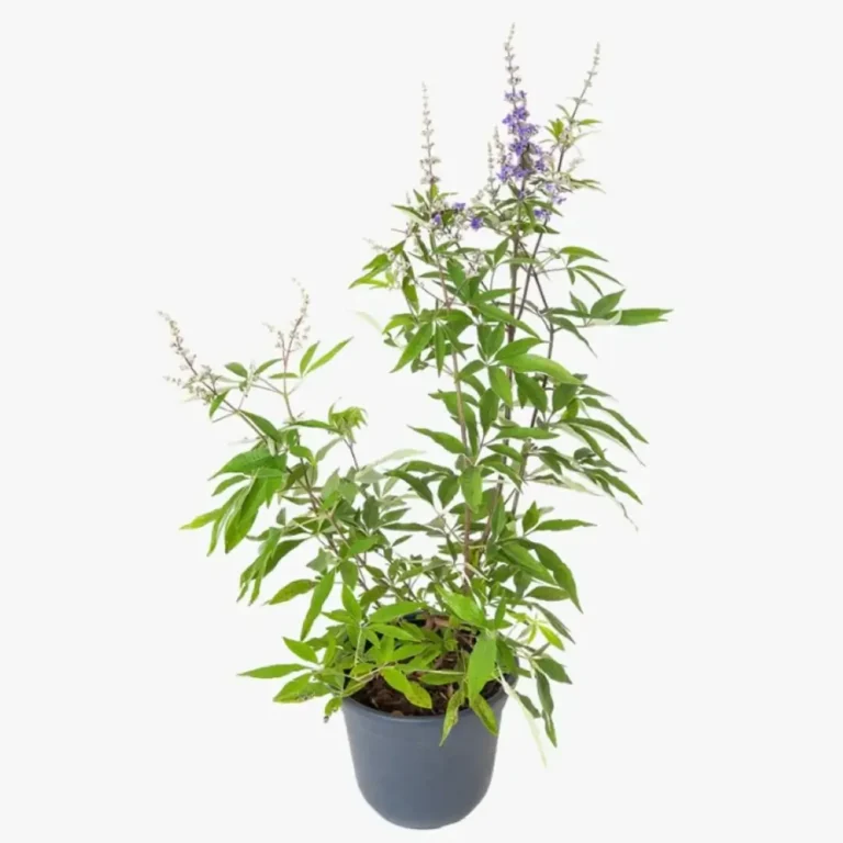 Vitex Agnus (Chaste Tree)