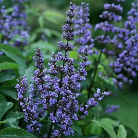 Vitex Agnus (Chaste Tree)