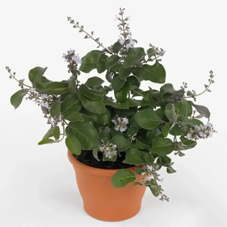 Vitex Rotundifolia (Beach Vitex)