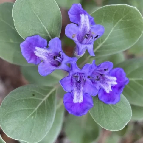 Vitex Rotundifolia (Beach Vitex)