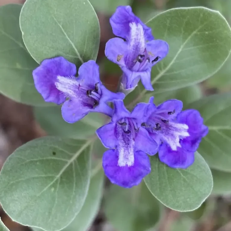 Vitex Rotundifolia (Beach Vitex)
