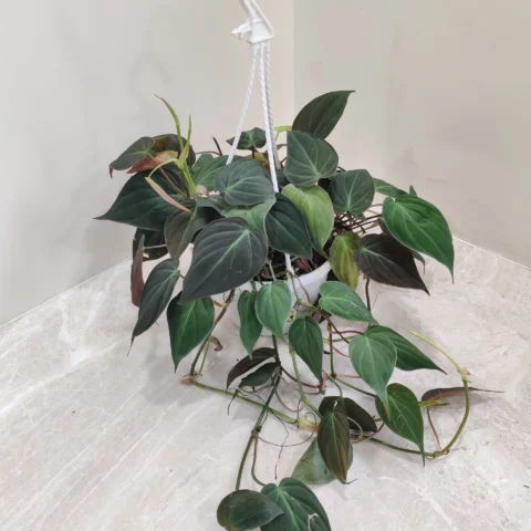 Philodendron Micans ( oxycadium)