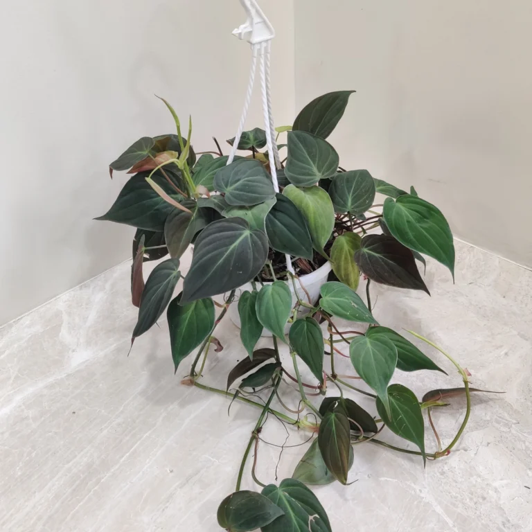 Philodendron Micans ( oxycadium)