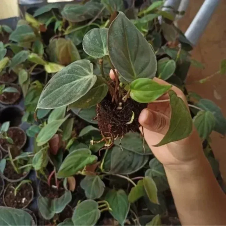 Philodendron Micans ( oxycadium)