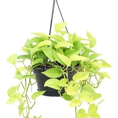 Scindapsus Golden